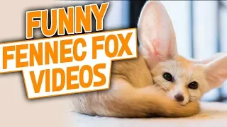 Fennec Fox Pet Funny Videos 2018