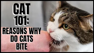 Cat 101: Reasons Why Do Cats Bite