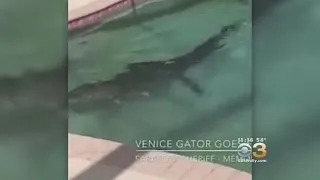 Large Alligator Found Swimming In Family Pool