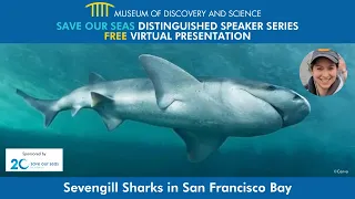 Save Our Seas Distinguished Speaker Series: Sevengill Sharks Residing in San Francisco Bay