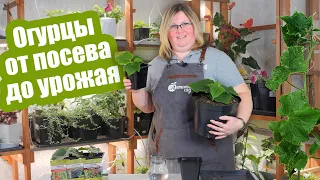 Огуречная шпаргалка: от посева до сбора урожая! Пошаговая инструкция по выращиванию