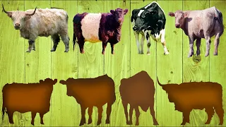 CUTE ANIMALS Scottish Cow, Bull Galloway, Holstein, Swiss 귀여운 동물 스코틀랜드 암소, Bull Galloway, 홀스타인, 스위스