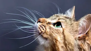 What Do Cats Use Their Whiskers For?