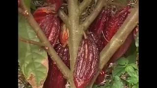 14 de febrero de 2018 Manejo del Cultivo de cacao