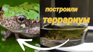 сделали террариум для лягушки🌱🐸