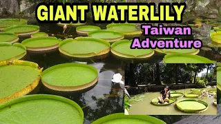 Amazing Giant WaterLily Leaf |Lotus |Guanyin Taoyuan Taiwan || Dancing Diva