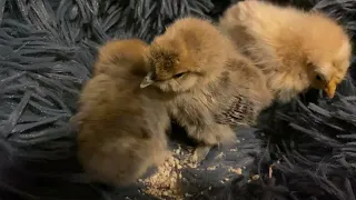 A Twisty Tale update little one still needs drink help #hatchingchicks #silkies