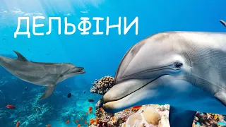 Дельфіни. 20 цікавих фактів
