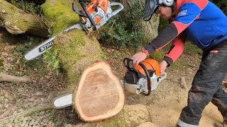 Stihl 461 Vs 500i with Stihl HEXA chain, 80cc chainsaw race.