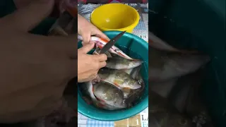 Cooking freshly caught fish on a fire / Приготовление свежевыловленной рыбы на костре