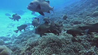 Tubbataha Reef March 2024