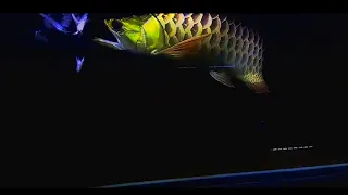 Monster Golden Asian Arowana Live Feeding #viral #cute #fish #viralvideo