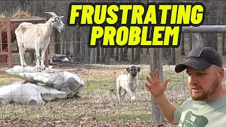 We Have A Huge PROBLEM | The Real Reason Im Ready To Get Rid Of Them!