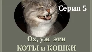 ПРИКОЛЫ - СМЕШНЫЕ КОТЫ И КОШКИ.ПОДБОРКА #5/Funny Cats Complation