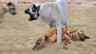 Kangal Shepherd Dog Vs Hyena - Hyena Vs Kangal In a Real Fight - KERBEROS