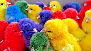 Catch Cute Chickens, Colorful Chickens, Rainbow Chicken, Rabbits, Cute Cats, Ducks, Animals Cute76