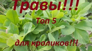 Какие травы любят кролики ???  Мой, рейтинг (ТОП5) ,луговых трав для кроликов!!!