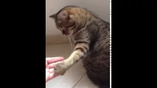 Cat shaking hand