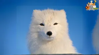 Arctic Fox : Facts about Arctic Fox