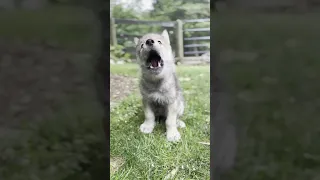 Tiniest Wolf Pup's Great Big Howl