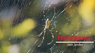 Homegrown | One Giant Leap: Joro Spiders in North Carolina