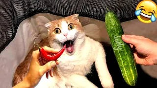 Funniest Animals 2024🐈😜Best Funny Cats and Dogs Videos😃🐱Part 95