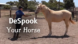 Groundwork For Horses - Desensitizing A Yearling Horse