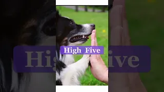 High Five - 3 Ways to teach your dog