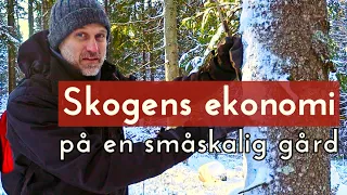 Skogens ekonomi på en småskalig gård - Plockhuggning med Anders Wilkes