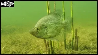 Bobber Fishing Tips for Crappie in Shallow Water