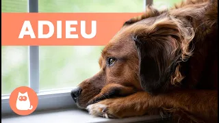 10 SYMPTÔMES d'un CHIEN qui va MOURIR 🐶💔 C'est la fin ?