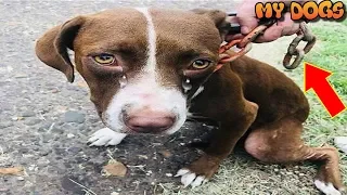 Rescue An Abandoned Dog With Huge Chain Around Her Neck And Begs For Help