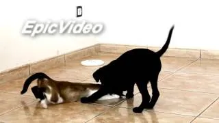 Cat & Dog. Fail compilation HD