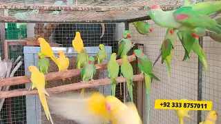 biggest raw parrot|Ringneck Colony Setup |Yellow ringneck | White ringneck |alexandrine