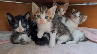 Kittens are so adorable you will fall in love with them.