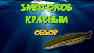 Змееголов красный. Обзор (Channa micropeltes)