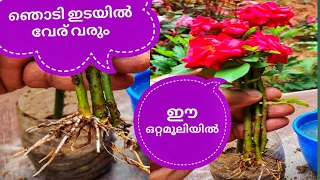 Easy way to grow from cutting | Grow rose from stem cutting malayalam