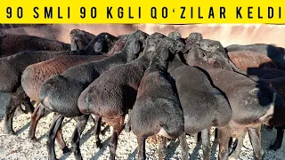 50-80 KGLI 90 SMLI QOʻZI QOʻCHQOR VA 2 TISHLARIDAN KELDI SHOSHILAMIZ