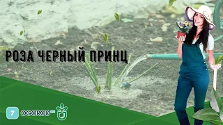 Роза Черный принц