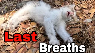 The 20 Days Old Kitten Struggling With Death But God Gave it New Life | Animals Rescue