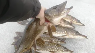 Щука на жерлицы в лесу, бомбическая рыбалка, pike on the vents in the forest