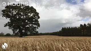 Wind Blowing through a Wheat Field and a Great old Oak Tree (Dark Screen in 1 Hour) 9 Hours