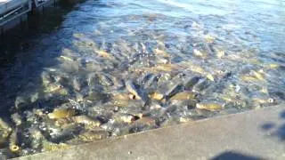 Feeding the fish at Raystown Lake -- Part 1/3