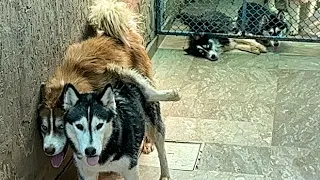 Siberian Husky Mating - Simba x Lilly