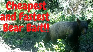 Cheapest and fastest bear bait