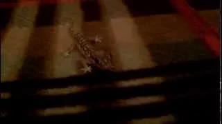 БИОЛОГИЯ #1 Мадагаскарский земляной геккон