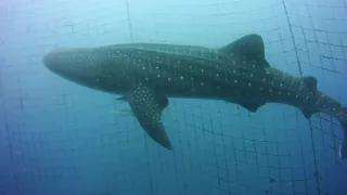 Diving with Whale Sharks in Okinawa, Japan