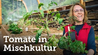 Acht perfekte Beetpartner für die Tomate | Paradeiser in Mischkultur pflanzen! 🍅🌱