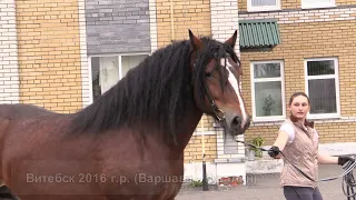 Владимирцы. Люди и лошади. Часть первая