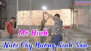 Bất Ngờ với Mô Hình Chăn Nuôi Cầy Hương Sinh Sản tại Tuyên Quang: Những Bí Mật Chưa Từng Tiết Lộ